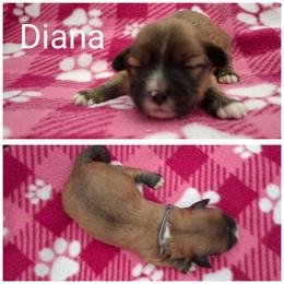 Diana - Red gold female Lhasa Apso puppy in Cincinnati, Ohio from Shangri-La Lhasa Apsos