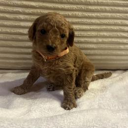 Mozzarella - Cream female Goldendoodle puppy in Payson, Utah from Country Sky Doodles