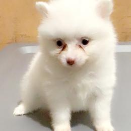Pomeranian Puppies from Sunshines Pomeranians