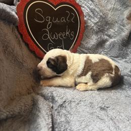 Squall - Brown and white female Saint Berdoodle puppy in Traverse City, Michigan from Bare Paws Saint Berdoodles