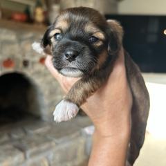 Honey - Brown and white female Shichon puppy in Seymour, Tennessee from Mel’s Teddy Bear Puppies