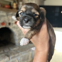 Honey - Brown and white female Shichon puppy in Seymour, Tennessee from Mel’s Teddy Bear Puppies