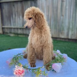 Greta - Apricot female Poodle puppy in Drytown, California from StormBorn Standard Poodles