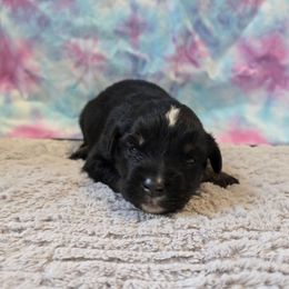 Girl 2 - Black tri female Miniature Australian Shepherd puppy in Church Hill, Tennessee from Hippie Dog Haven