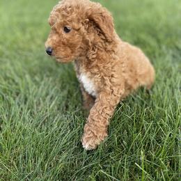 Goldendoodle Puppies from KandE Doodles