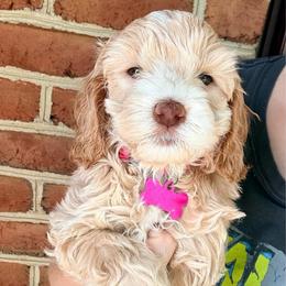 Avery (pink) - Cream female Cockapoo puppy in Denver, Pennsylvania from Greenview Puppies