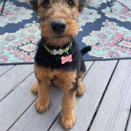 Airedale Terrier Puppies from Mystic’s Airedale Acres