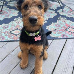 Airedale Terrier Puppies from Mystic’s Airedale Acres