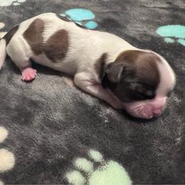 Pugsley - Tricolor male Shih Tzu puppy in Tampa, Florida from Shih Tzus of Kingshyre