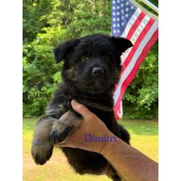 Blue collar - Bi-color male German Shepherd puppy in Anderson, South Carolina from StaFra German Shepherd Dogs