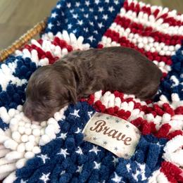 Brave - Chocolate male Australian Labradoodle puppy in Dawson, Georgia from Still Pond Australian Labradoodles