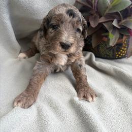 Smokey - Merle male Goldendoodle puppy in Captain Cook, Hawaii from Big Island Goldendoodles