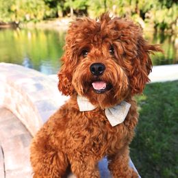 Dexter - Cavapoo