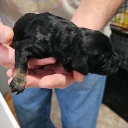 Reece - Black female Labradoodle puppy in Calvert City, Kentucky from Pawpaws Doodles