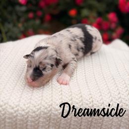 Dreamsicle - Blue merle female Australian Shepherd puppy in Jena, Louisiana from Diamond 5 Aussies