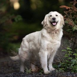 Golden Retrievers from Snowypaw Golden Retrievers
