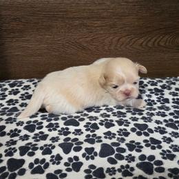 Male 1 - Lilac male Shih Tzu puppy in Meadows Of Dan, Virginia from Walt’s Shih Tzus