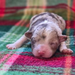 Boy 1 - Red merle male Aussiedoodle puppy in Junction, Utah from Sugar Doodles