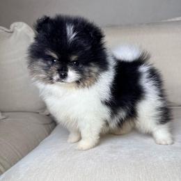 Oreo - Tri-colored male Pomeranian puppy in Newport News, Virginia from Nel’s Pomeranians