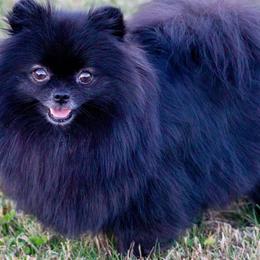 Onyx - Pomeranian