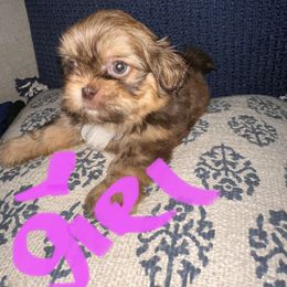Shih Tzu All Grown Up from Khloe’s Shih Tzus
