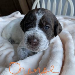 Wirehaired Pointing Griffon Puppies from Happy Hollow Griffons