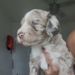 Ginger - Chocolate merle male Bernedoodle puppy in Port Saint Lucie, Florida from Maria's Pups