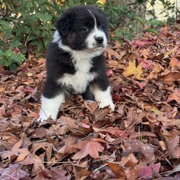 Australian Shepherd Puppies from Drummond Aussies