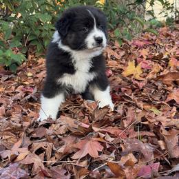 Australian Shepherd Puppies from Drummond Aussies