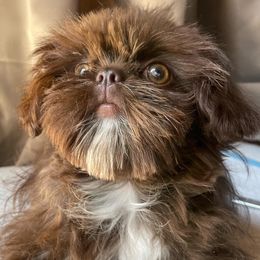 Boo - Shih Tzu