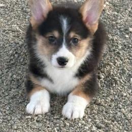 Ryder Wright - Black and tan male Pembroke Welsh Corgi puppy in White City, Oregon from Ok Puppy Korral