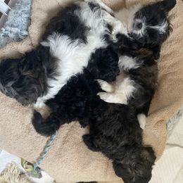 Assorted Doodle Crosses and Pekingese Puppies from Wild Flower Pekingese