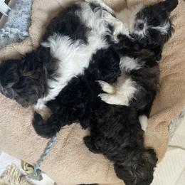 Assorted Doodle Crosses and Pekingese Puppies from Wild Flower Pekingese