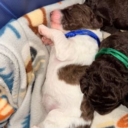 Parti Male - Parti male Poodle puppy in Mendenhall, Mississippi from Red Bayou Kennels, LLC