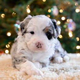 Trinity - female Australian Mountain Doodle puppy in Lafayette, Missouri from Brick House Farm Doodles