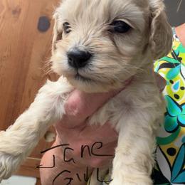 Jane only girl - Buff female Cockapoo puppy in Haines City, Florida from Camic Cockapoos