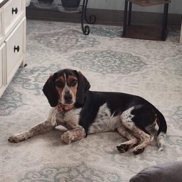 Beagle All Grown Up from Rustic Farm Sporting Beagles