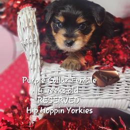 Yorkshire Terrier Puppies from Hip Hoppin Yorkies