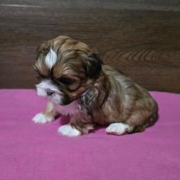 Girl 2 - Gold female Shih Tzu puppy in Meadows Of Dan, Virginia from Walt’s Shih Tzus