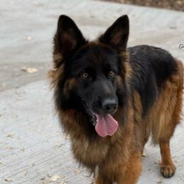 Quantana - German Shepherd