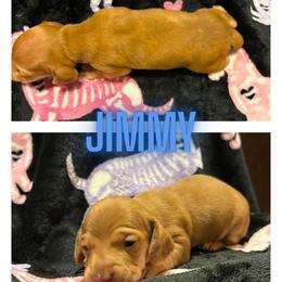 Jimmy - Dapple male Dachshund puppy in Saint Paul, Minnesota from Vibrant Eyes Doxies