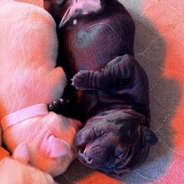 Black female - Yellow female Labrador Retriever puppy in Hoosick Falls, New York from Findaway Labradors