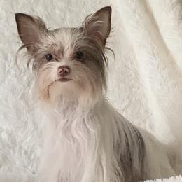 Yorkshire Terrier puppies from Chocolate and Parti Yorkies in Florida