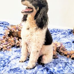 Trinity - Poodle