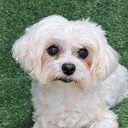 Vicky - Maltese