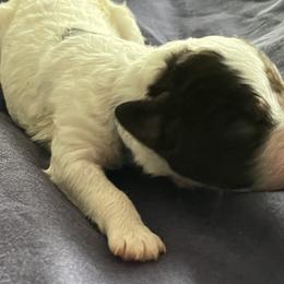 Frederica / Freddy - White Lagotto Romagnolo puppy in Fairfield, Iowa from Adagio Lagotto