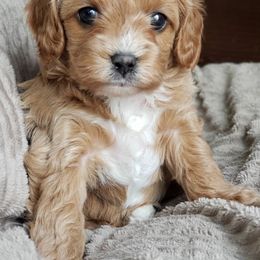 Cavapoo and Goldendoodle Puppies from Hearts Full of Puppies