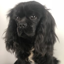 Midnight - Cavalier King Charles Spaniel