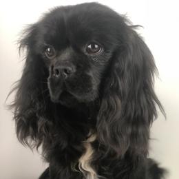 Midnight - Cavalier King Charles Spaniel