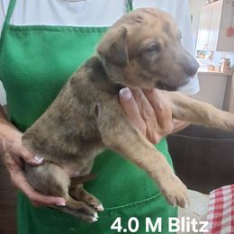 BLITZ - Black brindle male Whippet puppy in Ocala, Florida from Sandstorm Whippets